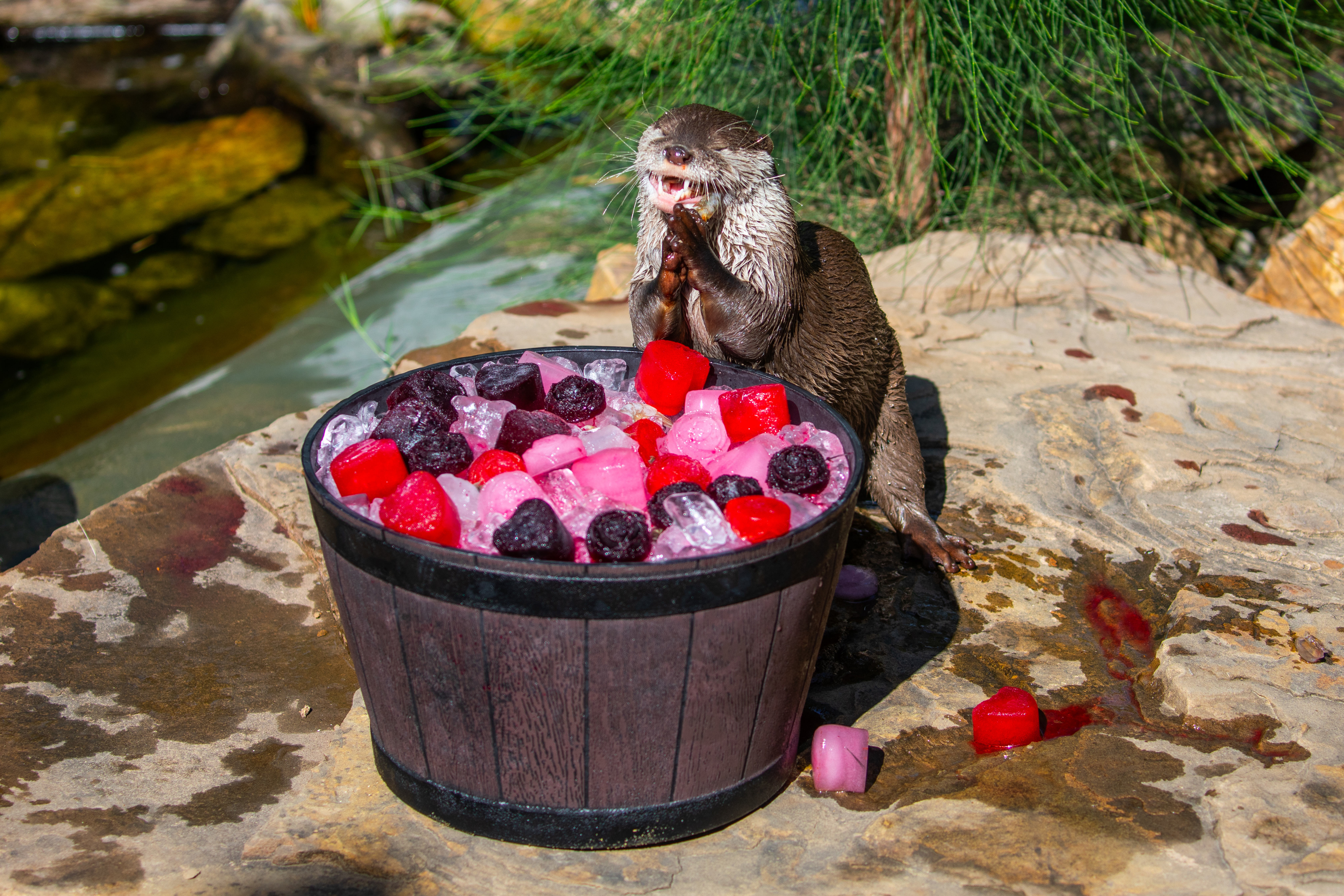 Sydney Zoo - Valentines Day Otter 1