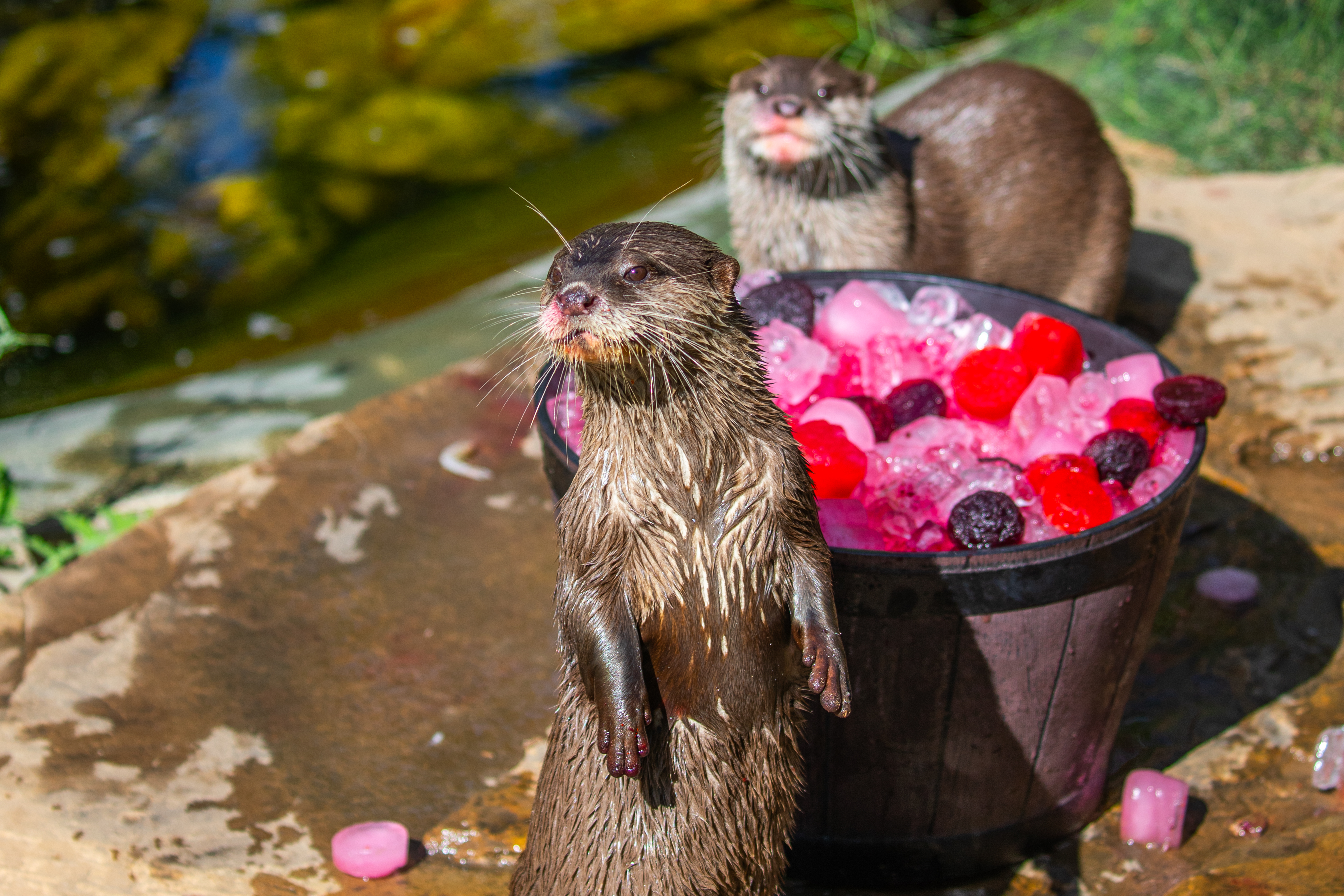 Sydney Zoo - Valentines Day Otter 2