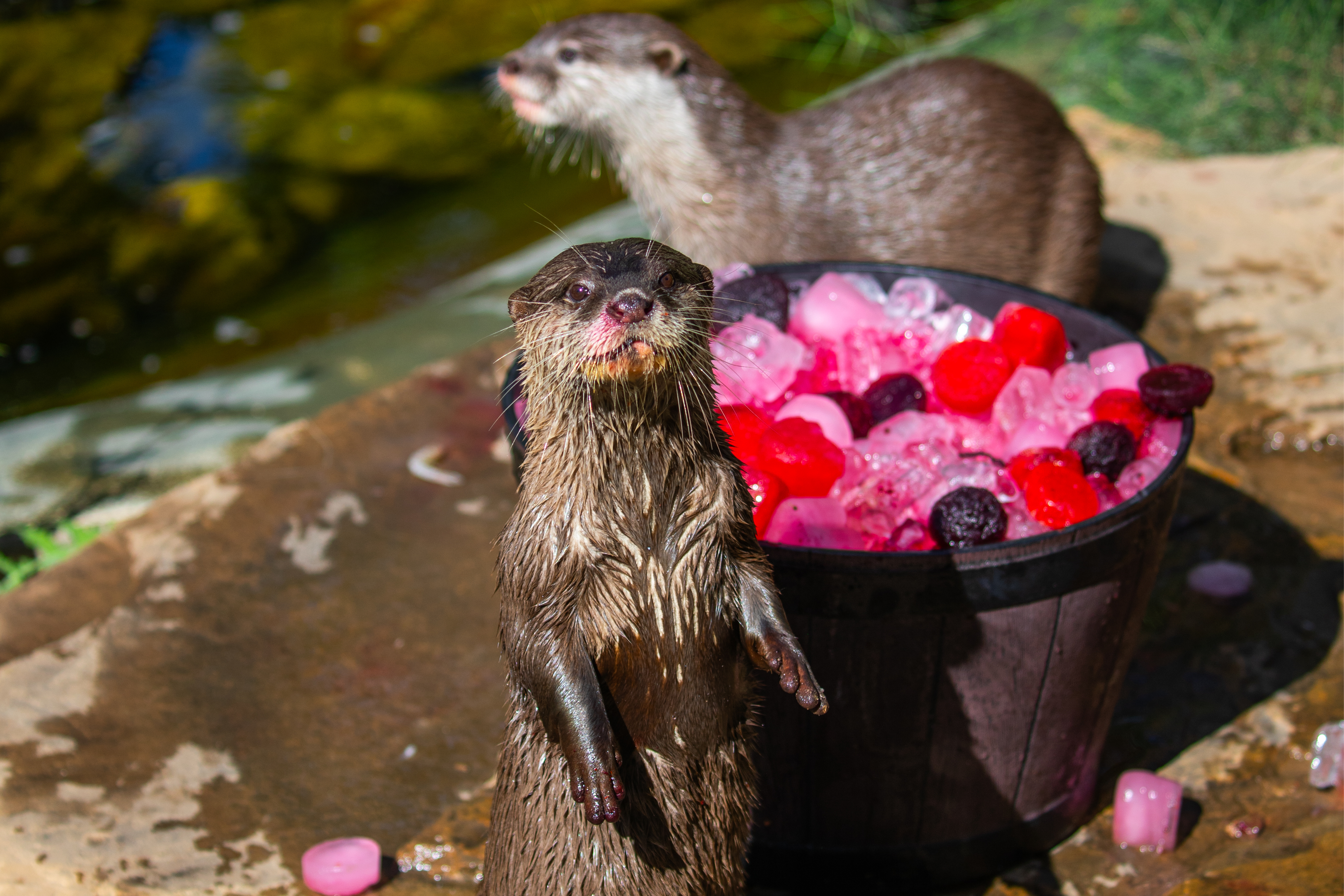 Sydney Zoo - Valentines Day Otter 3