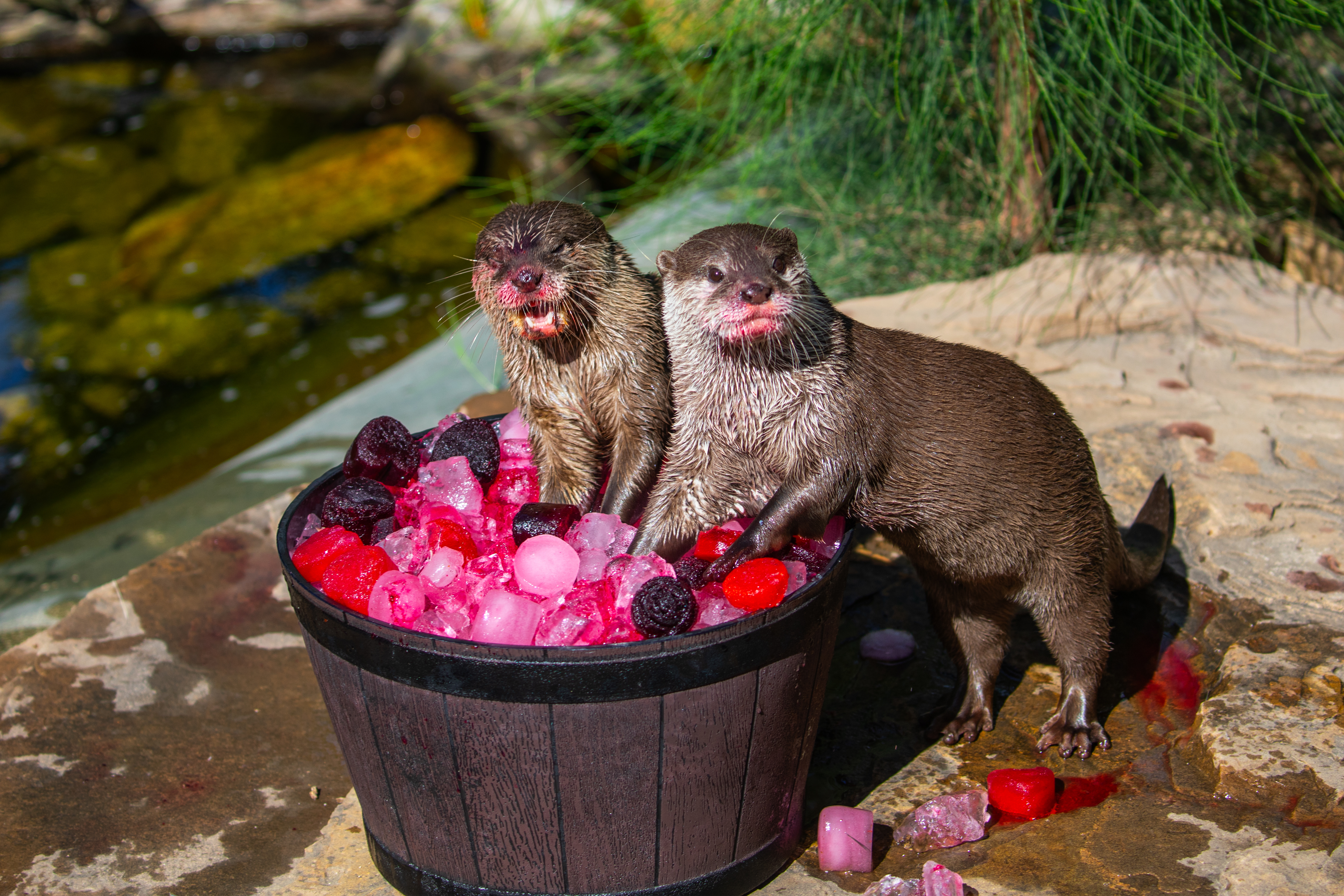 Sydney Zoo - Valentines Day Otter 4