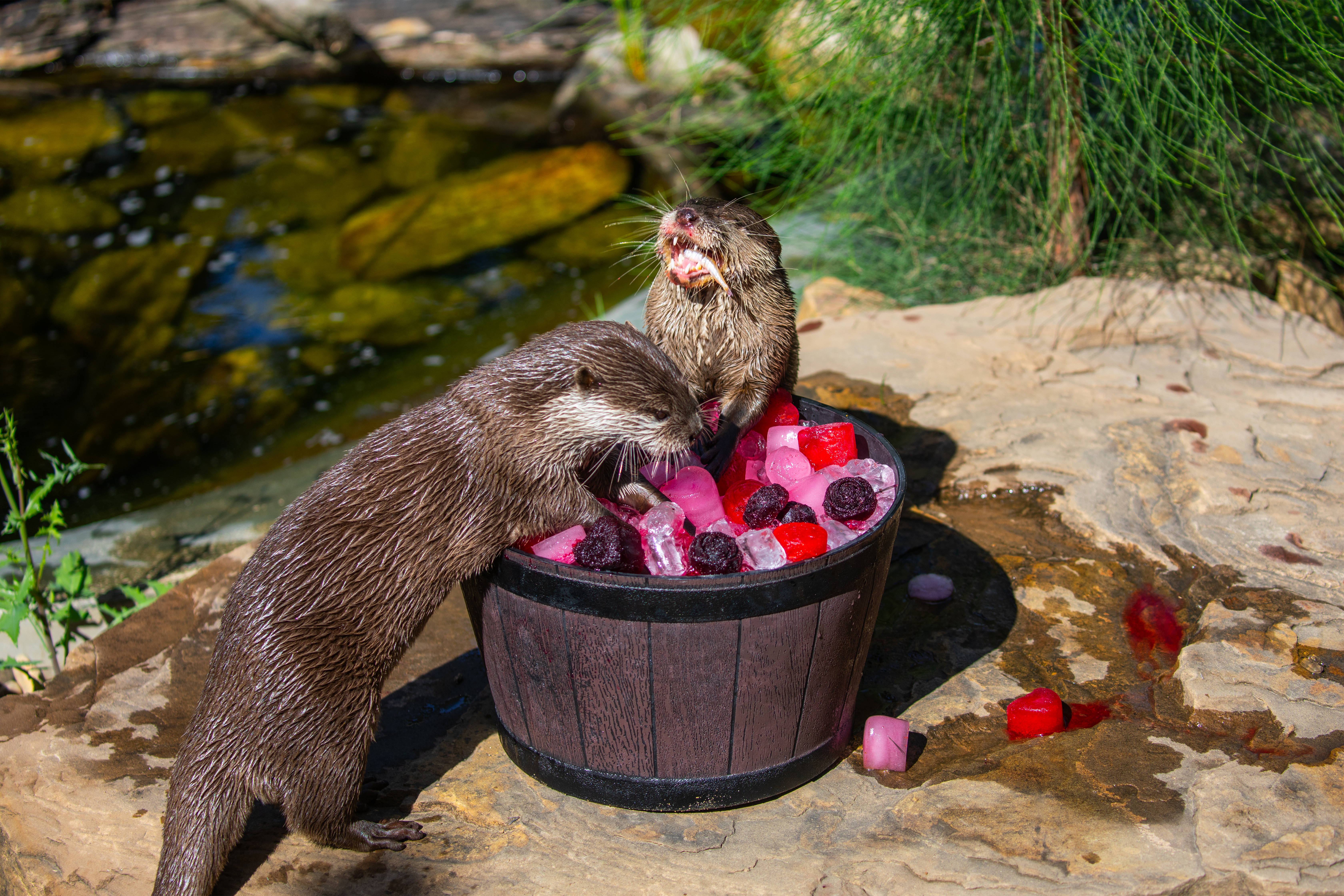Sydney Zoo - Valentines Day Otter 5