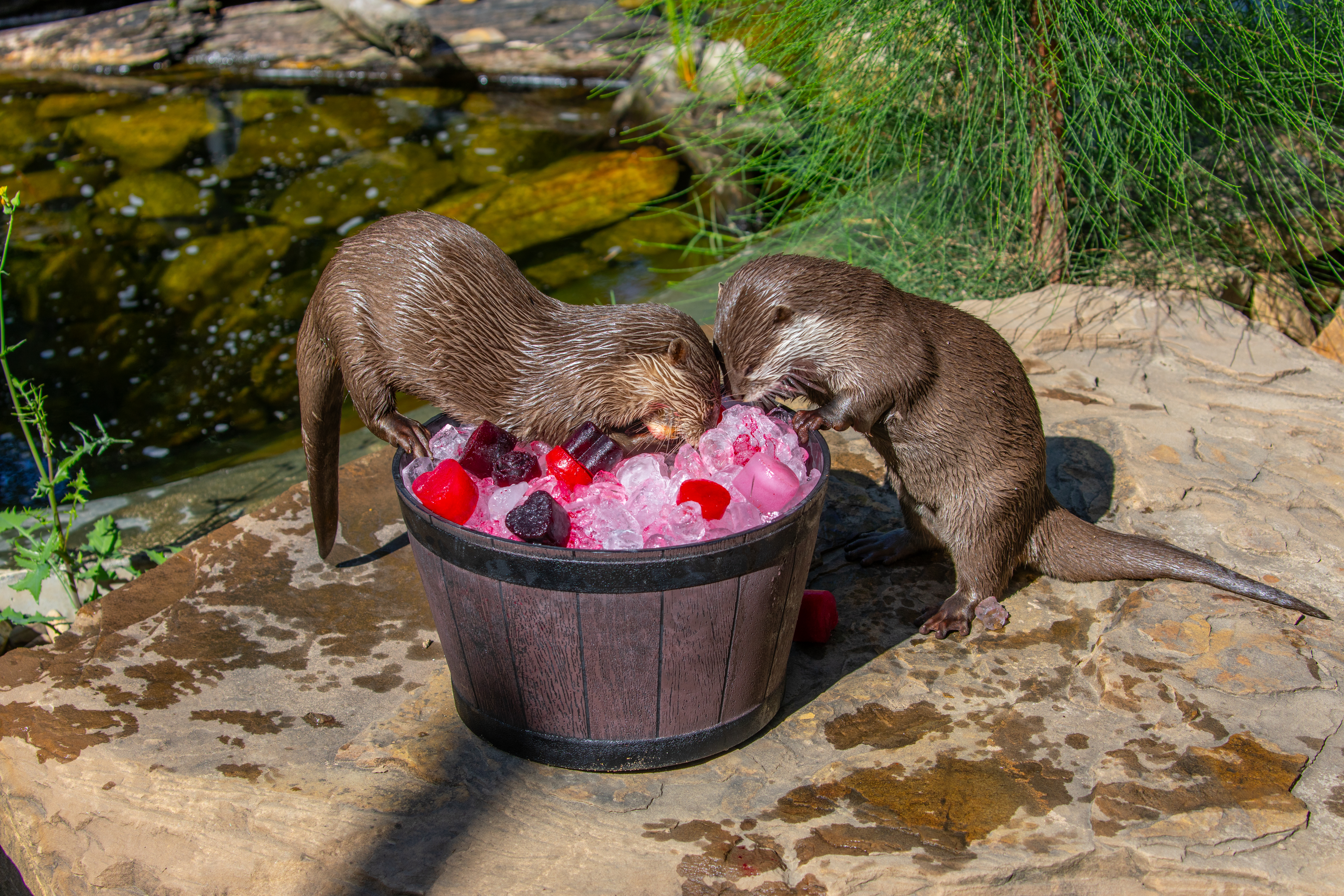 Sydney Zoo - Valentines Day Otter 6